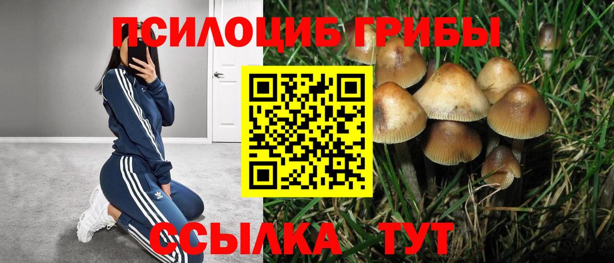 Псилоцибиновые грибы мицелий Донской